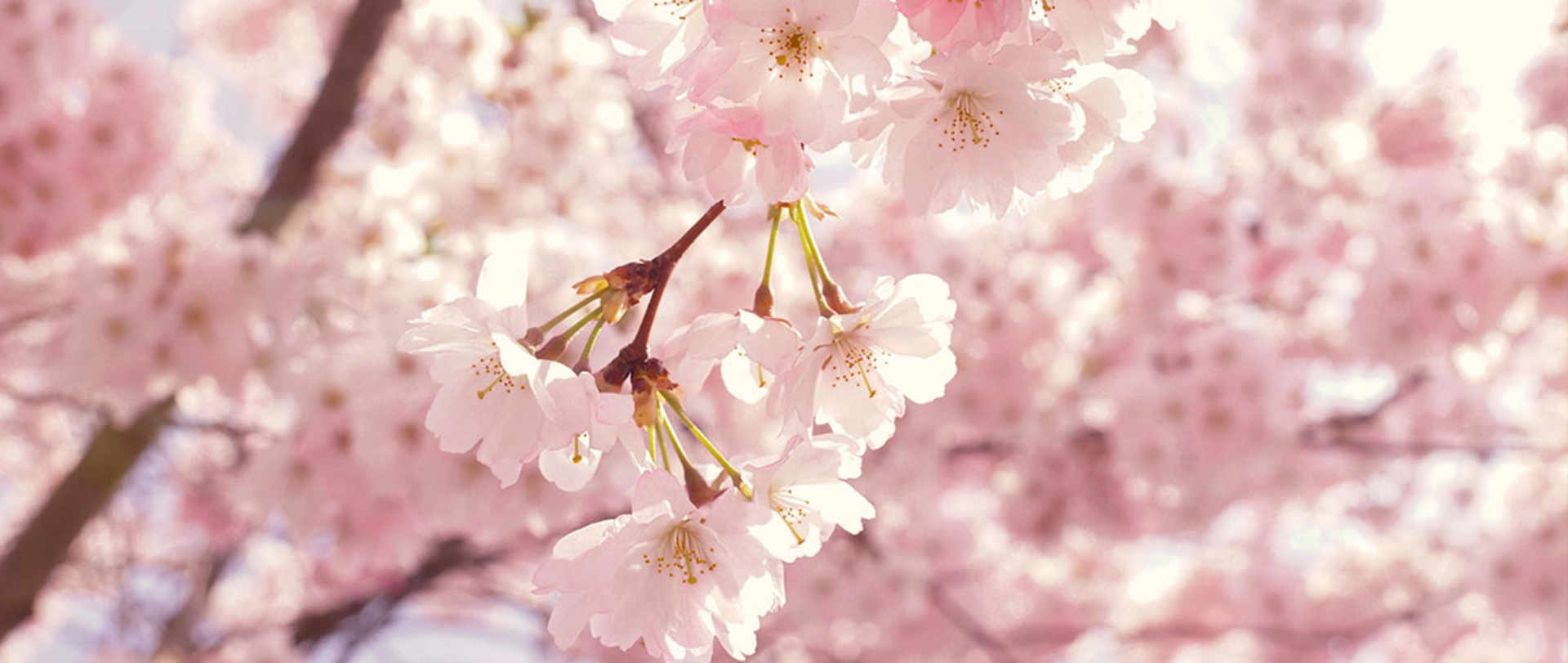 Refresh your home for Spring | Header