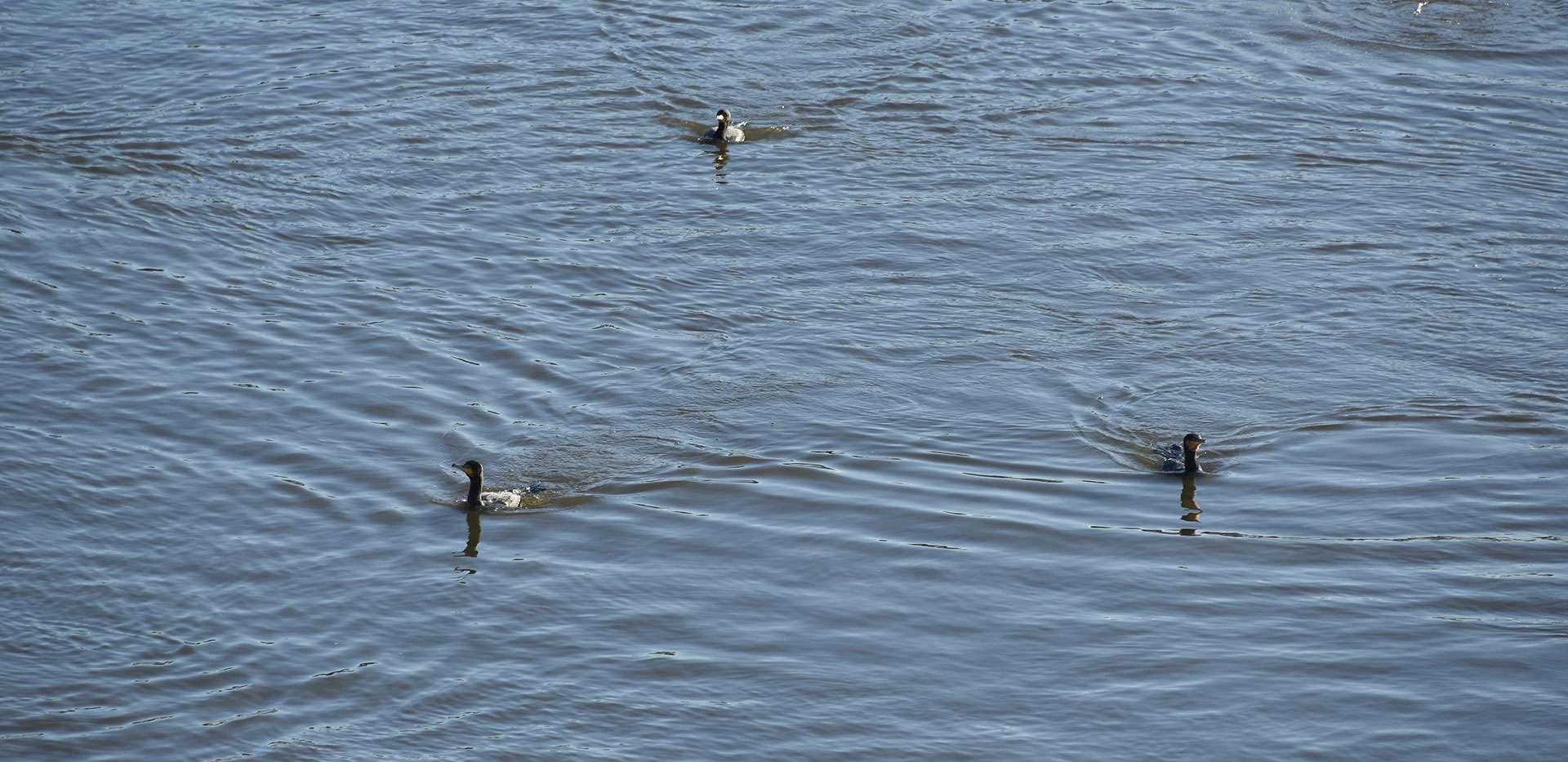 St James, Hurlingham Walk, Lake, Local, View