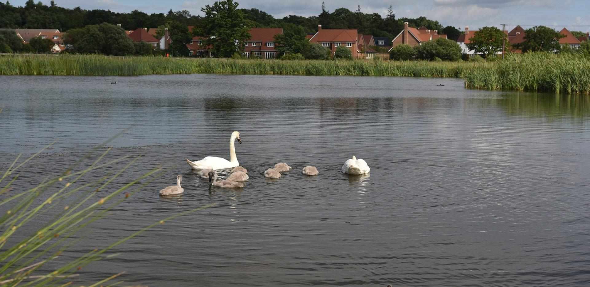 Berkeley, Edenbrook, Exterior, Country Park