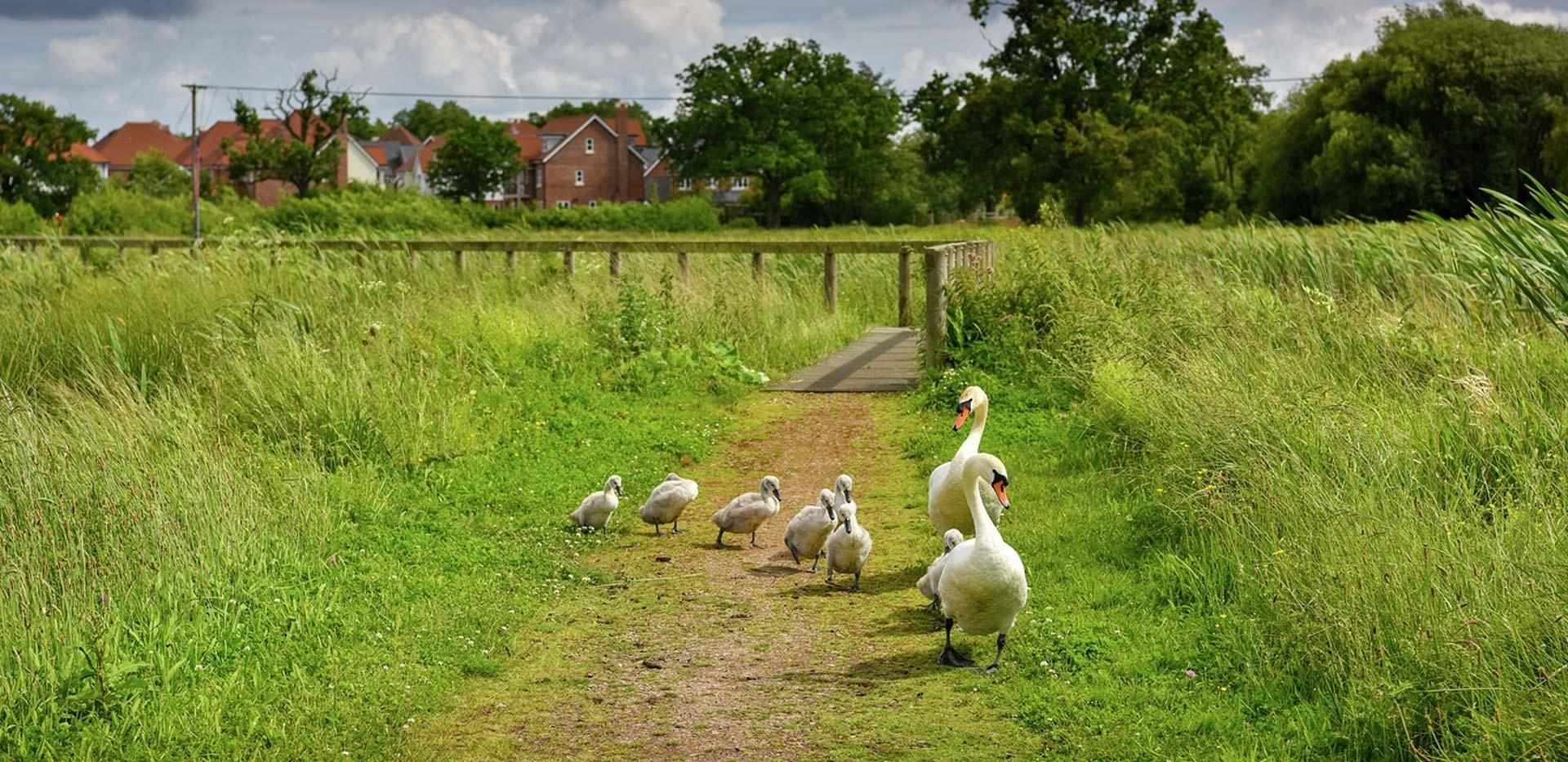 Berkeley, Edenbrook, Exterior, Country Park