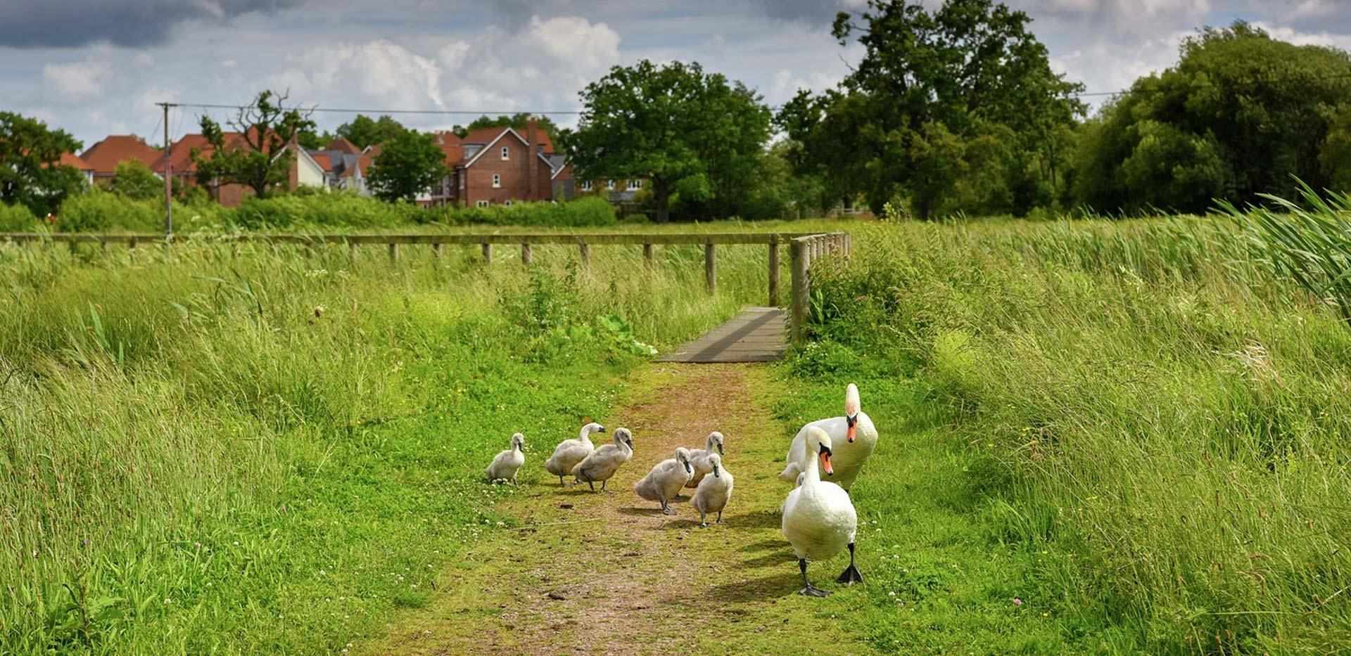 Berkeley, Edenbrook, Exterior, Country Park