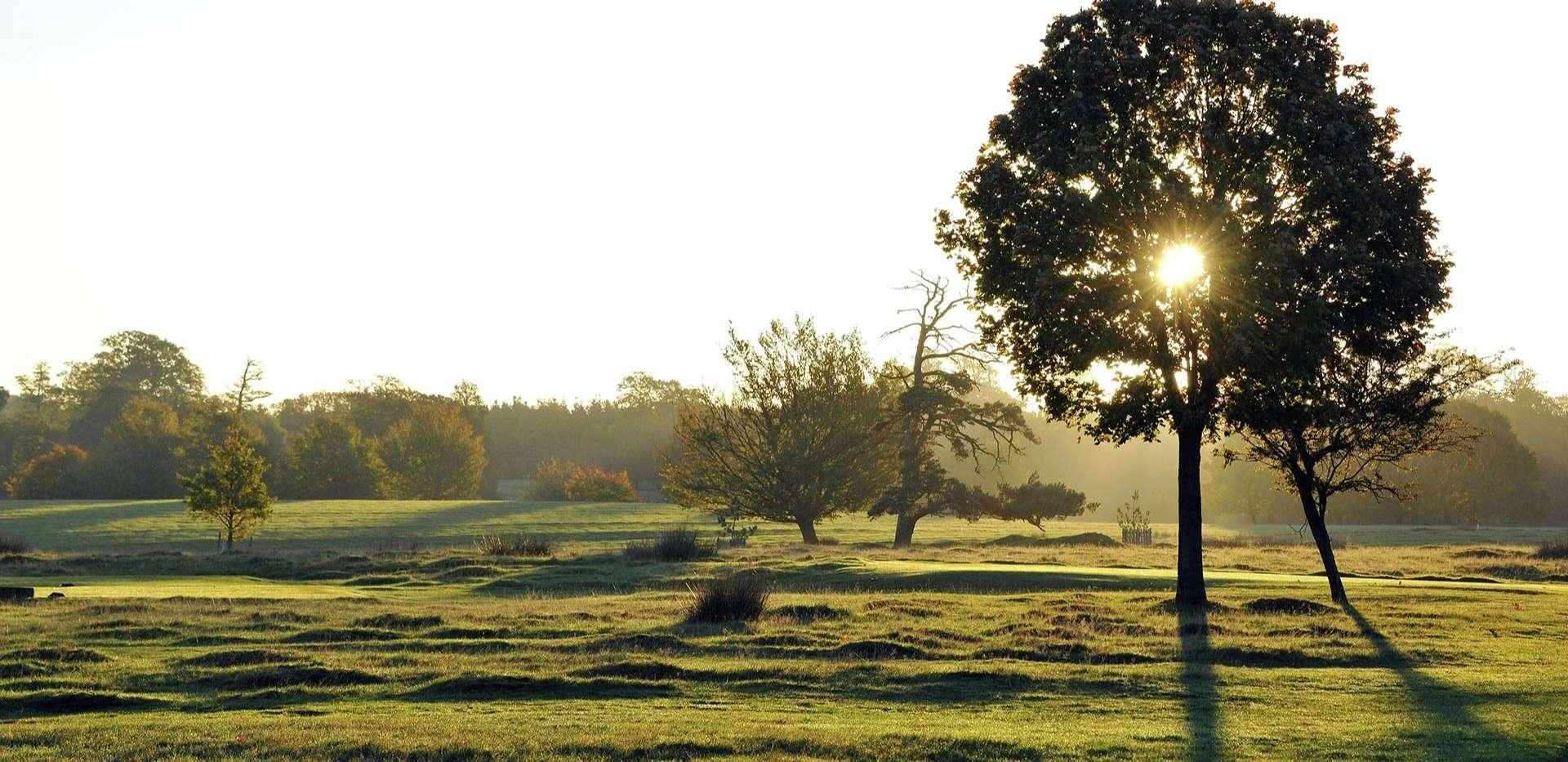 Berkeley, Ryewood, Coppice Drive, Local Area, Tree