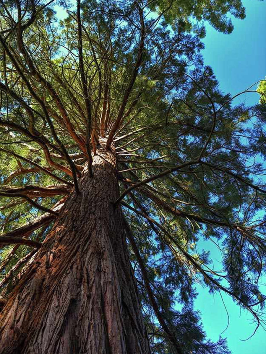 Berkeley, Brompton Gardens, Local Area, Trees