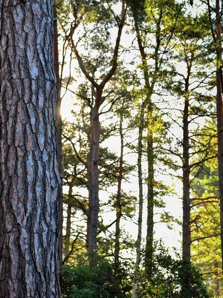 Berkeley, Brompton Gardens, Local Area, Trees