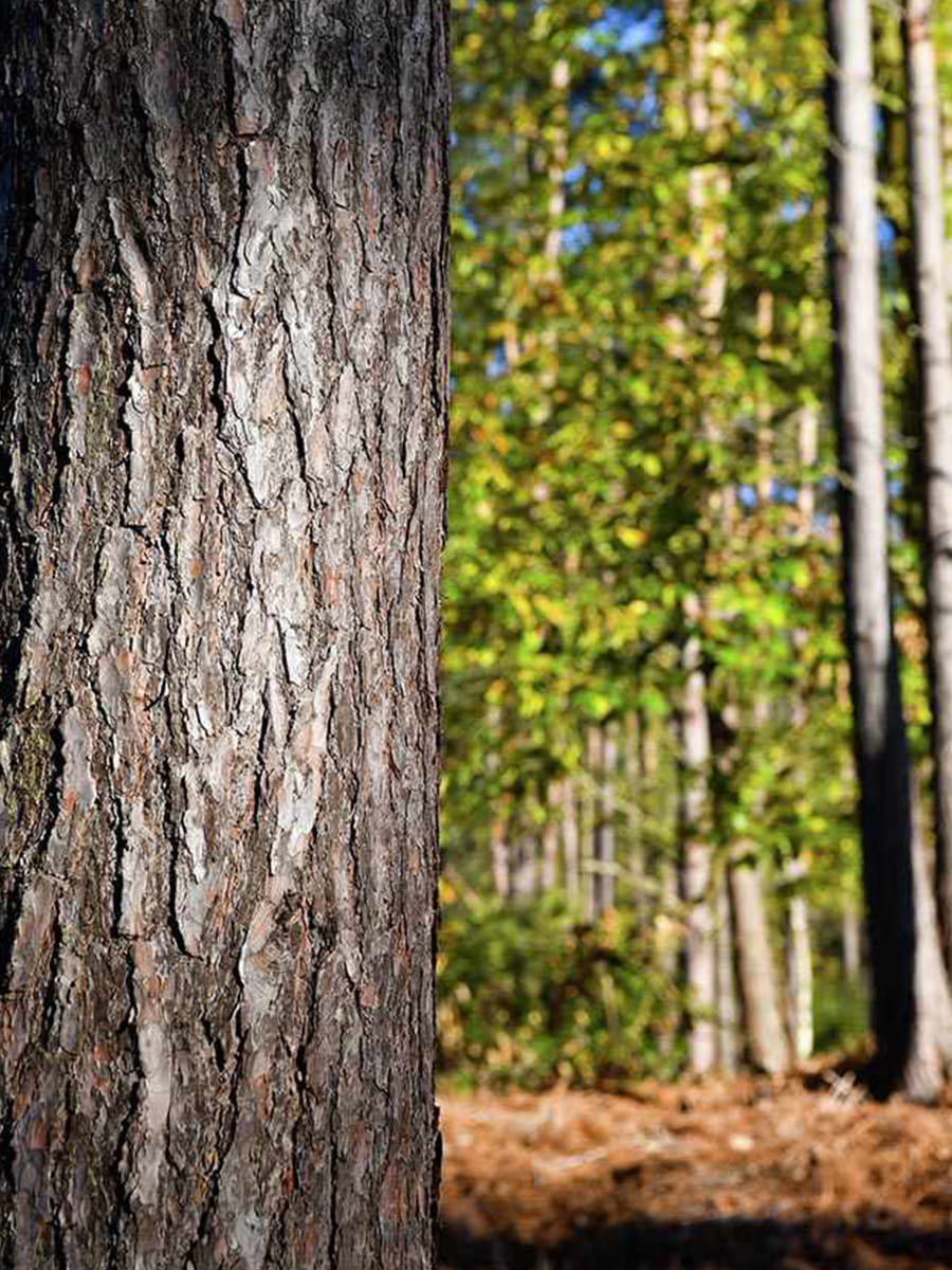 Berkeley, Brompton Gardens, Local Area, Trees