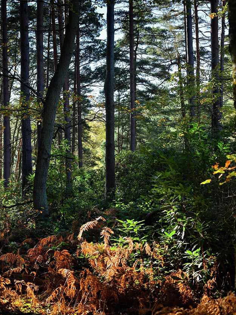 Berkeley, Brompton Gardens, Local Area, Trees