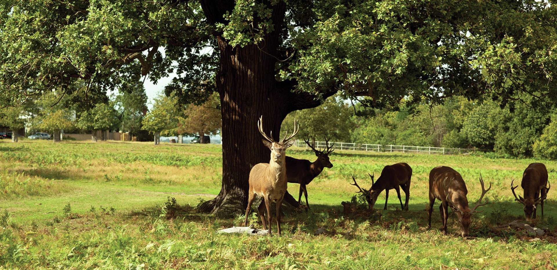 St James, Langham Square, Park, Local Area
