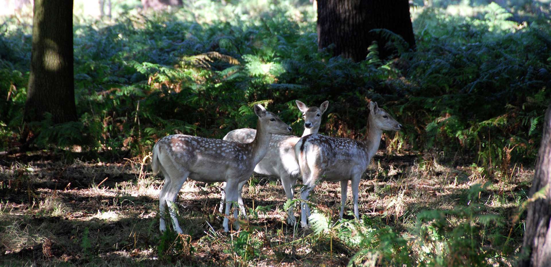 St James, Queen Mary's Place, Richmond Park, Local Area