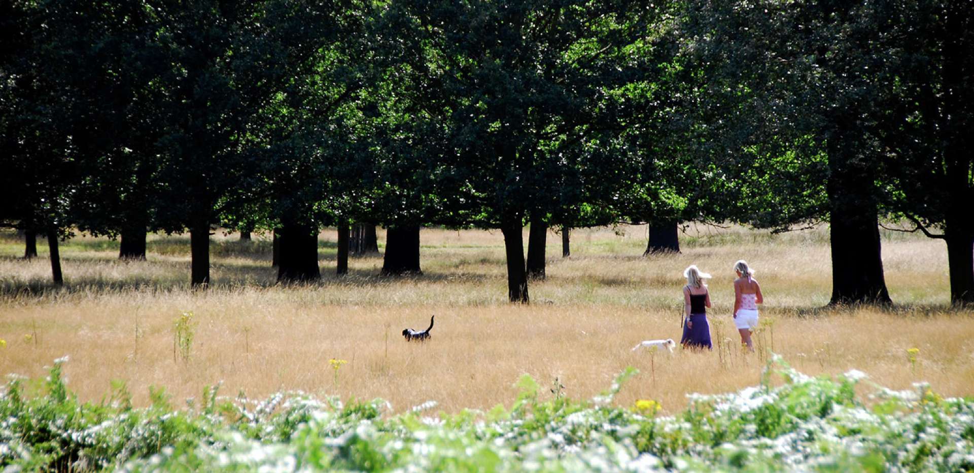 St James, Queen Mary's Place, Richmond Park, Local Area