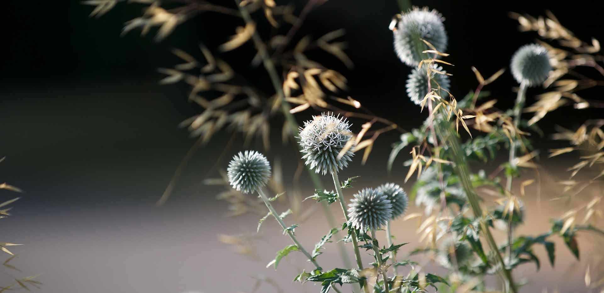 St William, The Arches, Local Area