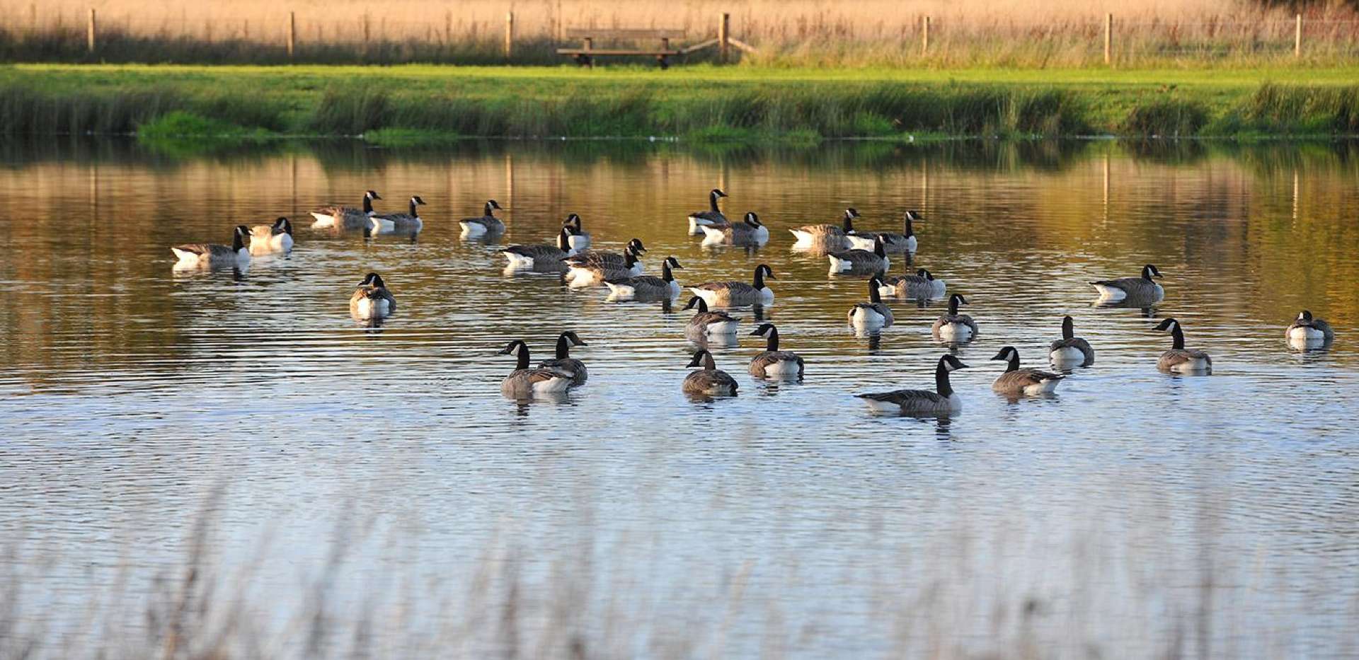 Berkeley, Edenbrook, Lake, Local Area