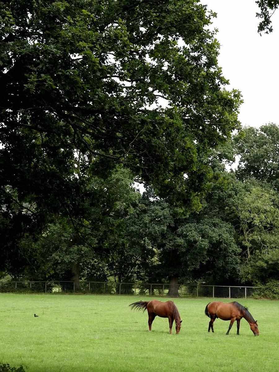 St William, Courtyard Gardens, Local Area