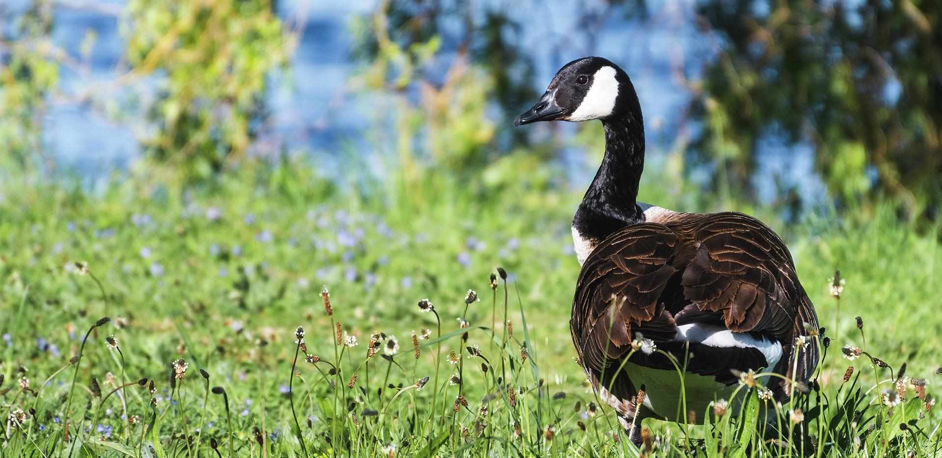 St William, The Cottonworks, Local Area, Wildlife