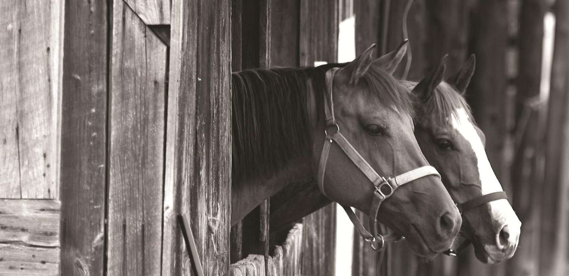 Berkeley, Marryat Place, Horses, Local Area