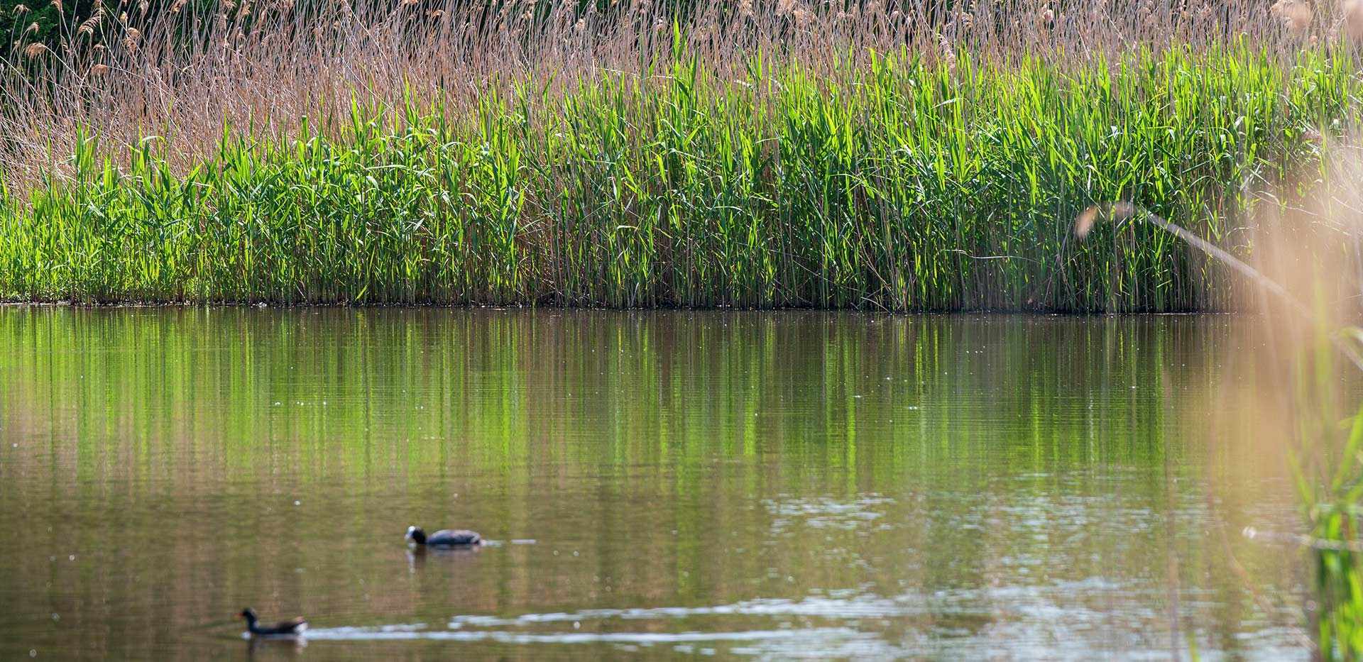 Berkeley, Edenbrook Village, Country Park