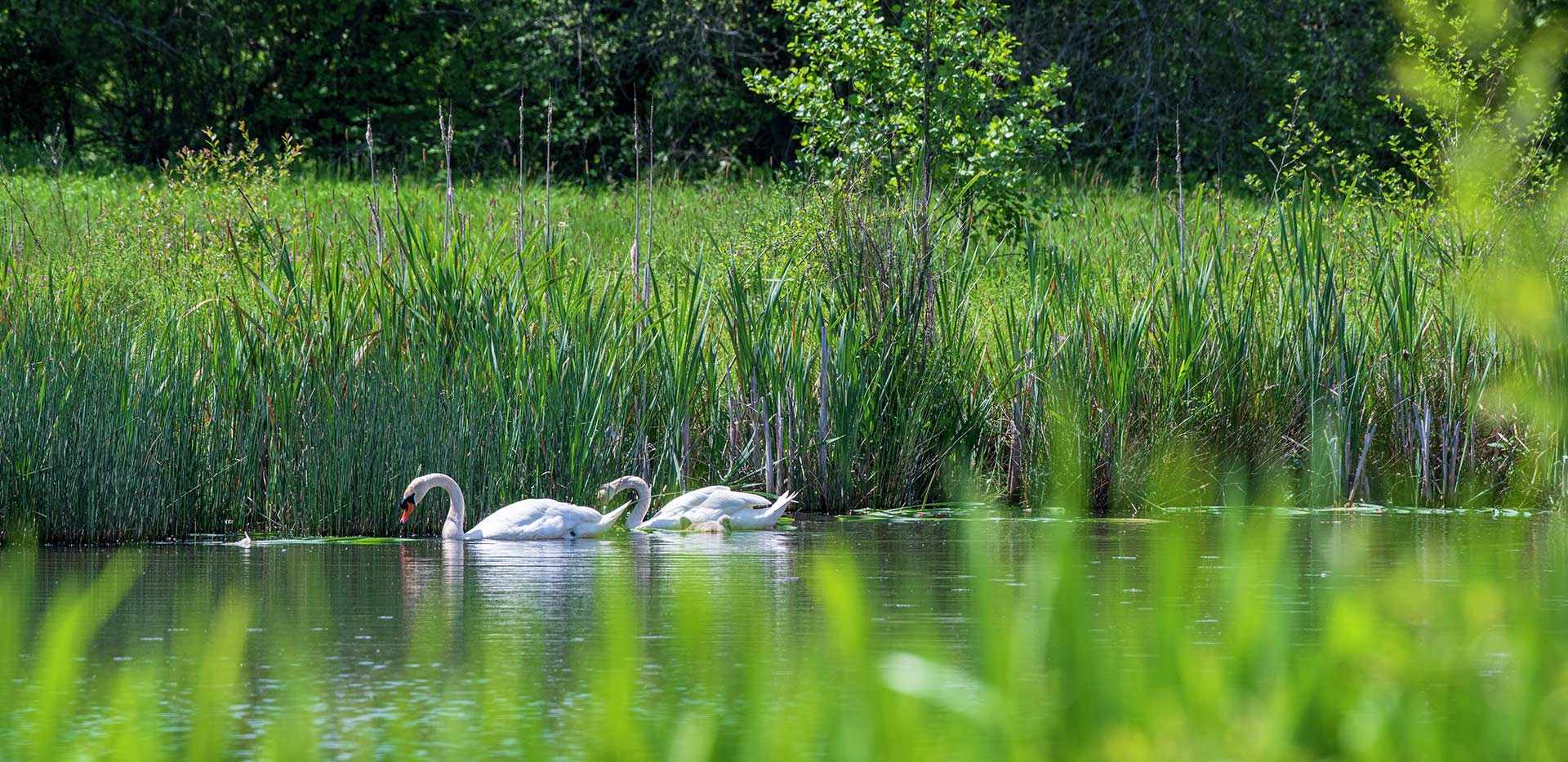 Berkeley, Edenbrook Village, Country Park