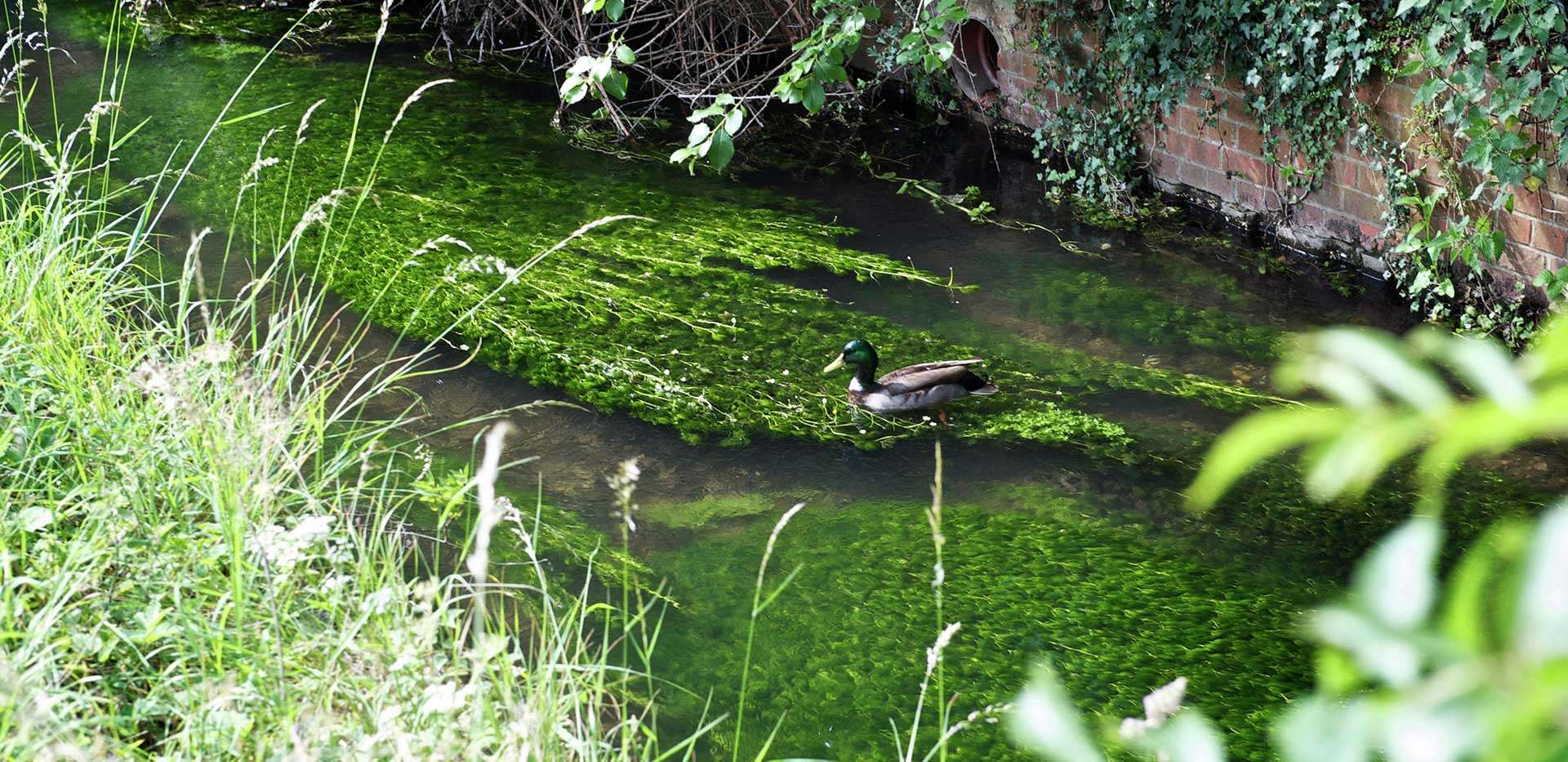 Berkeley, Wye Dene, High Wycombe, Duck, River, Local Area