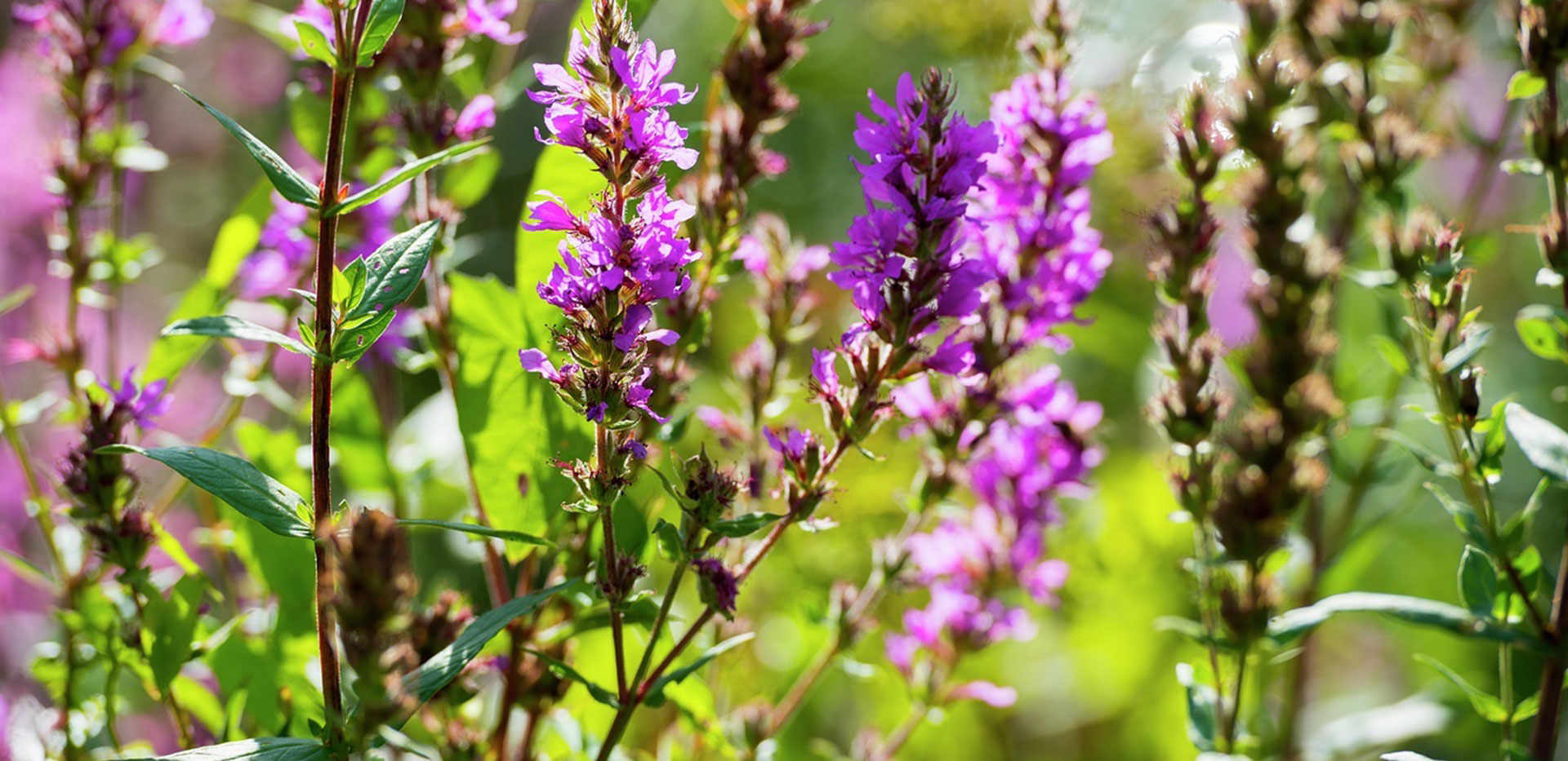 St William, Courtyard Gardens, Oxted Local Area