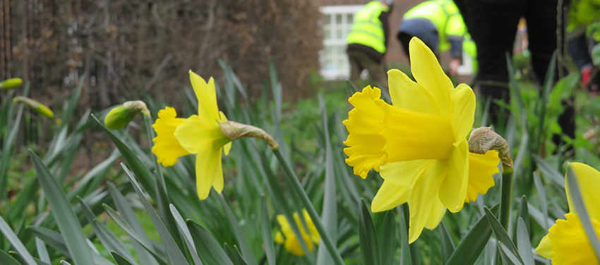 Community Garden takes shape in Oval | Berkeley