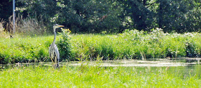 Woodberry Down Wetlands Header