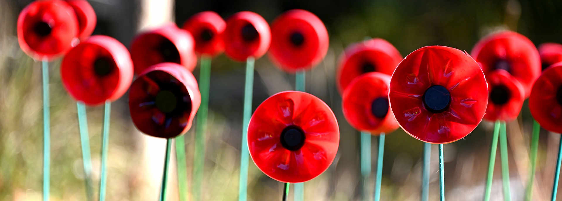 School children mark Remembrance Day - Poppies | News & Insights