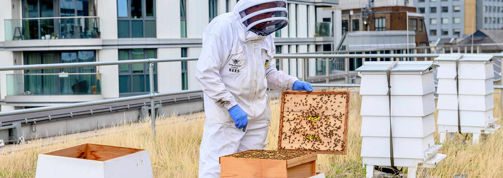 Award for biodiversity boost at Goodman’s Fields, Image 3 | Berkeley