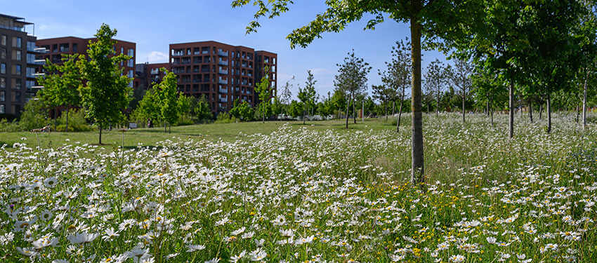 Kidbrooke Village Biodiversity Header | Berkeley Group