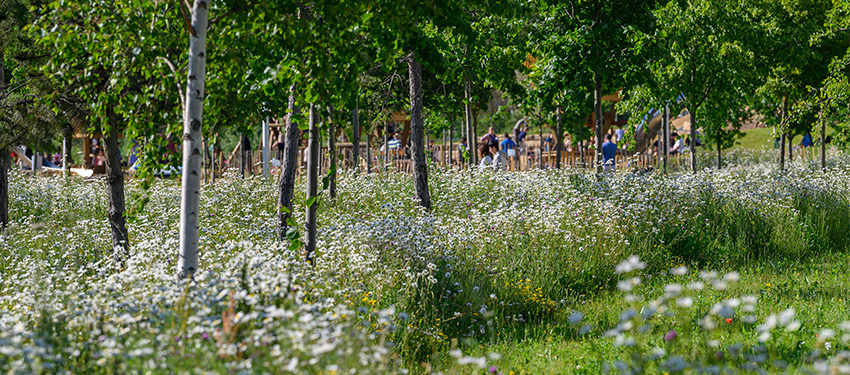Kidbrooke Village Biodiversity Header | Berkeley Group