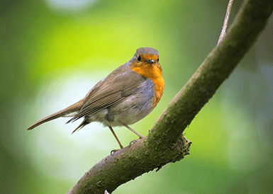 Kent Wildlife Trust and Berkeley Share Birdwatching Tips in a New Podcast That Puts Wildlife Back in the Spotlight