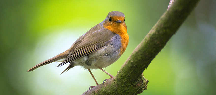 Kent Wildlife Trust and Berkeley share birdwatching tips, Header | News & Insights