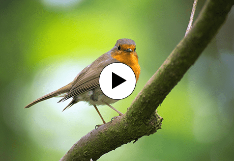 Berkeley, Bring Nature Home, Episode 3