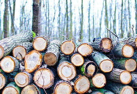 Sustainability, Resources, Timber Certification