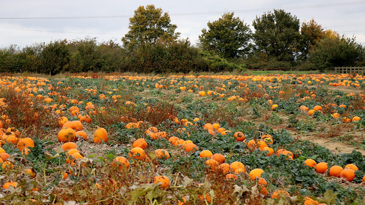 A pumpkin patch covered in pumpkins.