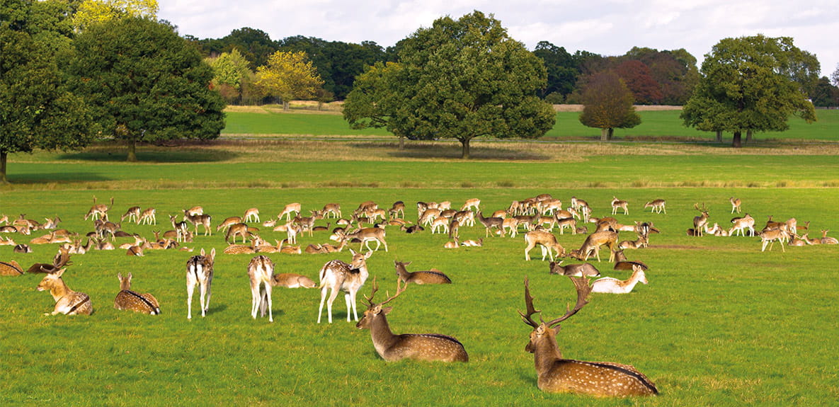 Lots of deer in Richmond Park.