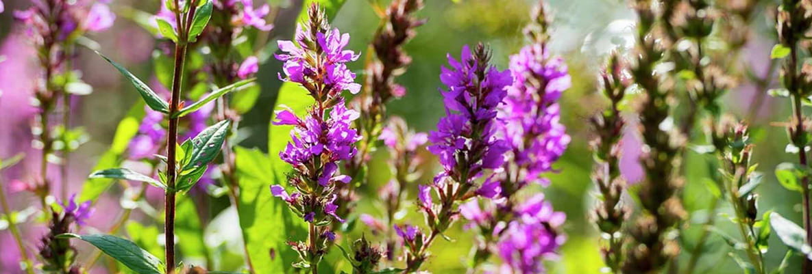 Purple flowers and greenery located along a popular walk in Oxted.