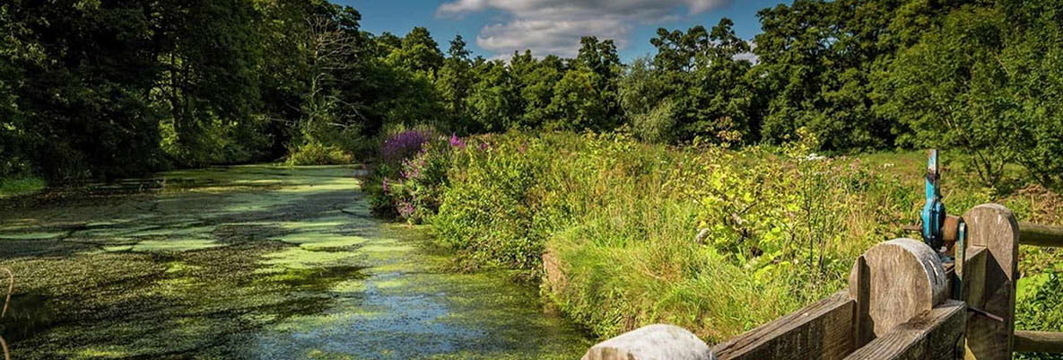 A river, lined with trees and plants, on a walking route in Oxted. The river features a bridge that looks across the water and an array of sun-lit trees fill the backdrop.