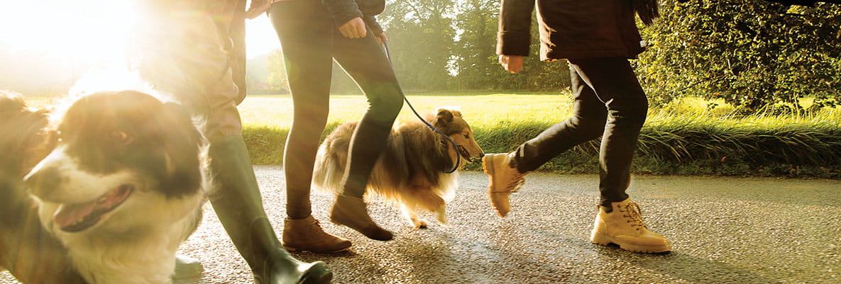 A family of three with two dogs follow a walking route in Oxted.