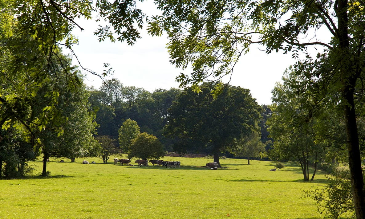 A landscape view of a fi eld of cows at Aldenham Country Park in Hertfordshire.
