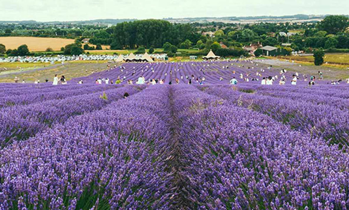 A landscape view of Hitchen Lavender Fields in Hertfordshire.