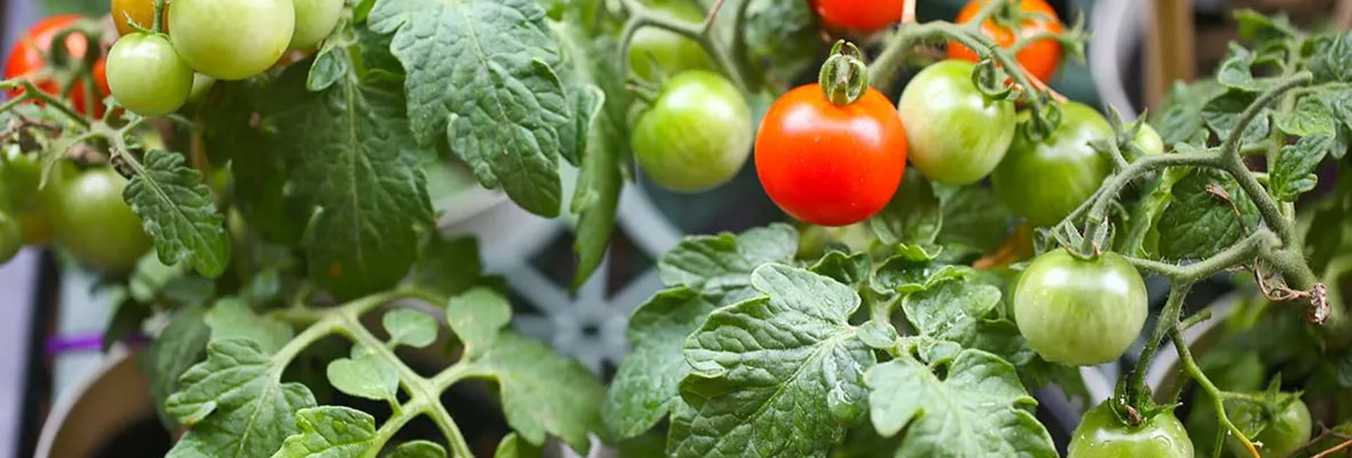 Cherry tomatoes in varying degrees of ripeness growing in pots