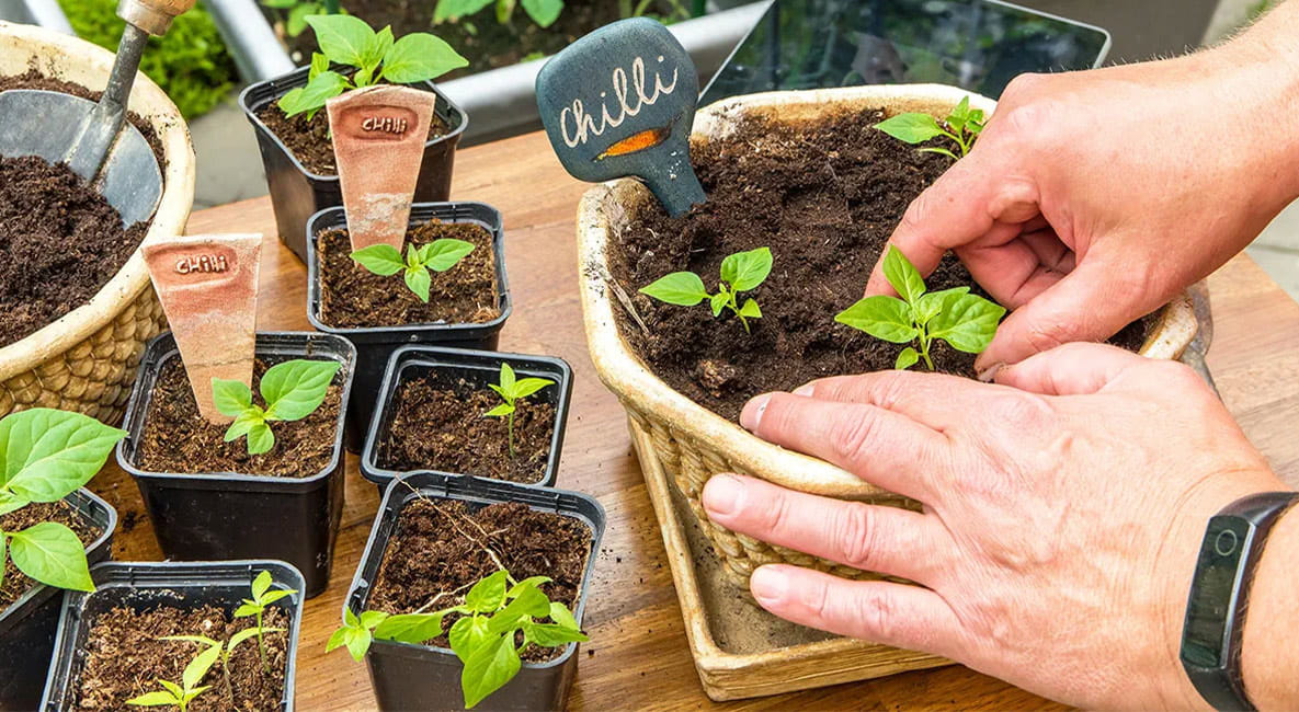 Chilli seedlings being planted in small pots