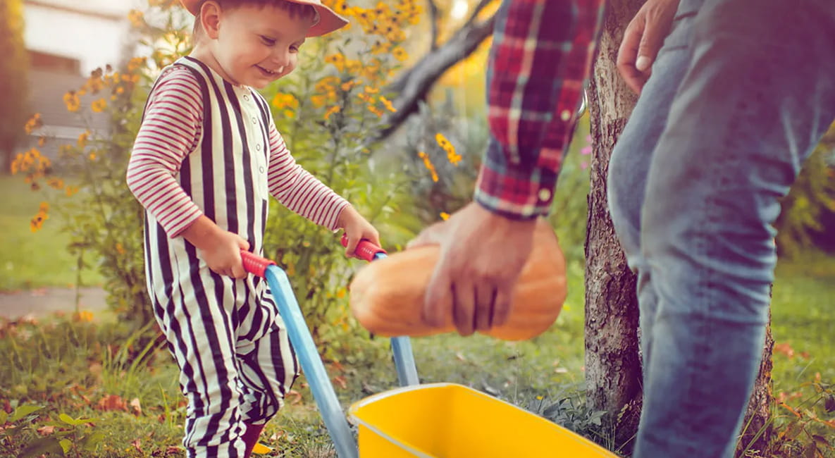 A small child happily pushing a wheelbarrow while their father lowers a squash into it