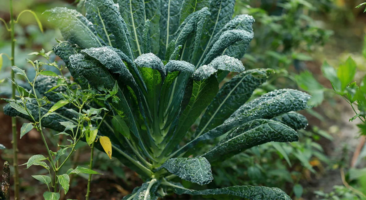 A large green kale plant growing in the garden