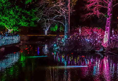 Trees lit up at Christmas at Kew Gardens