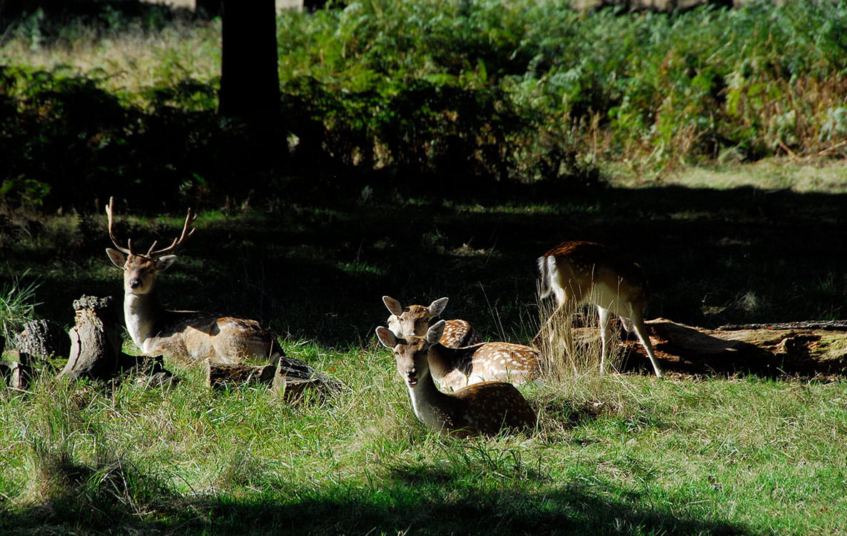 regents park cycle loop