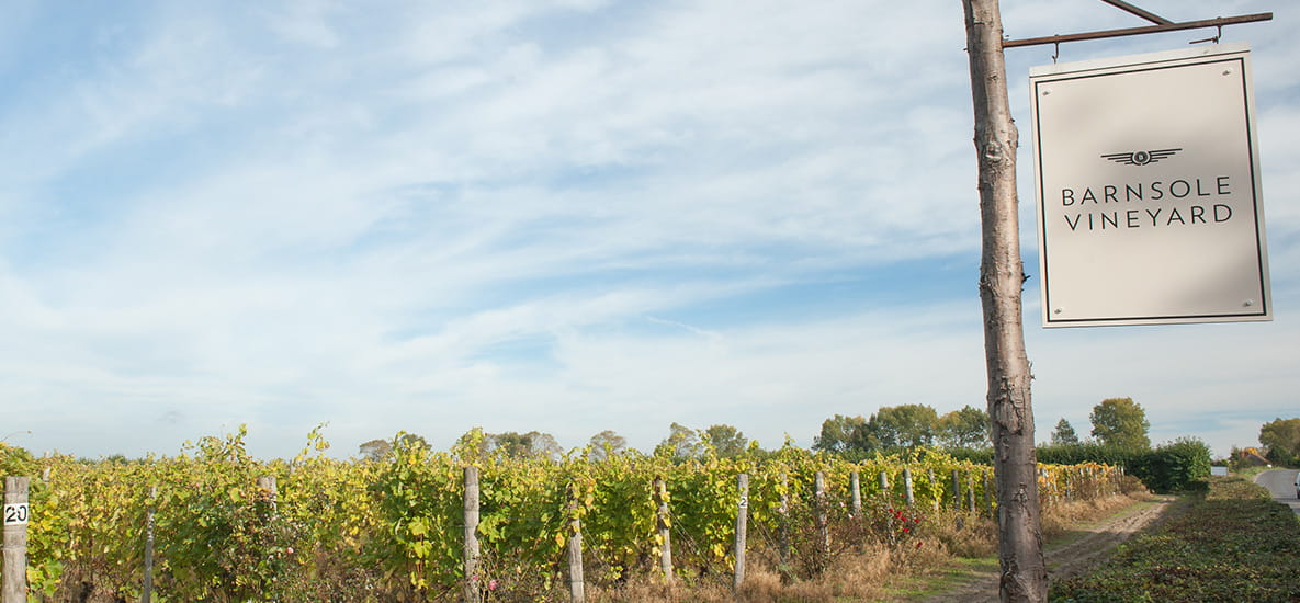 Picture of Barnsole Vineyard Showing Sign Showing the Vineyard Name with Vineyard in the Background