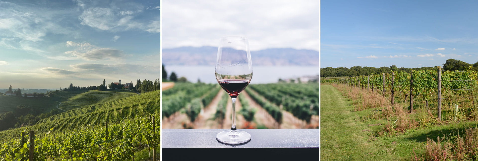 Best Kent Wineries to Visit in Spring Berkeley Group