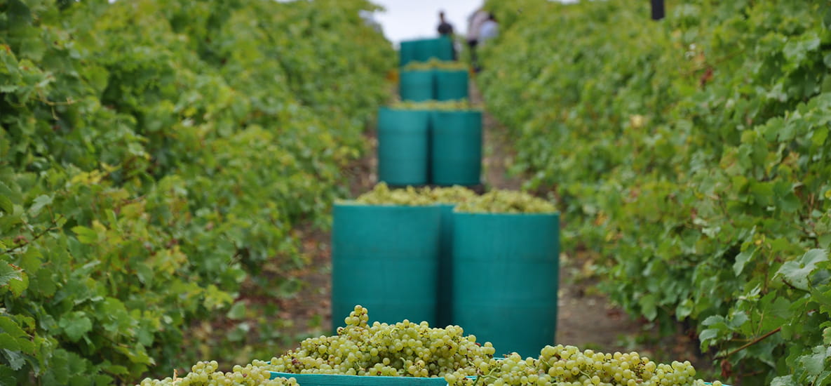 Picture of Biddenden Vineyard showing several barrels filled with grapes