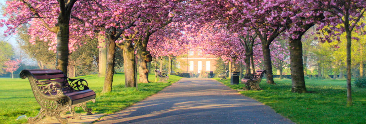 A beautiful tree-lined walkway in Greenwich Park, complete with multiple benches to sit and enjoy the views. The trees feature gorgeous pink blossoms.