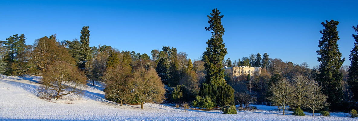 A panoramic view of a snowy park with tall evergreen trees in the foreground. The clear blue sky and snow-covered ground create a beautiful setting for a walk.